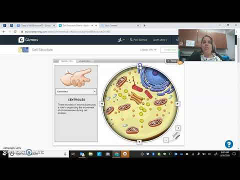 Student Exploration Gizmo Cell Structure Answers