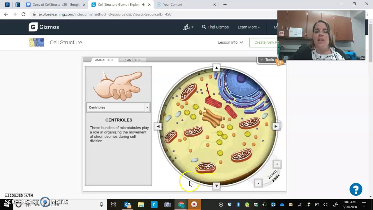 Cell Structure Gizmo Directions