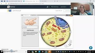 Cell Structure Gizmo Directions