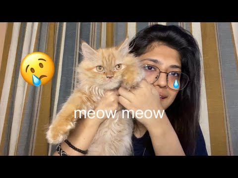 my cat almost died :(