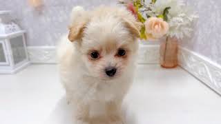 ハーフ犬の動画01