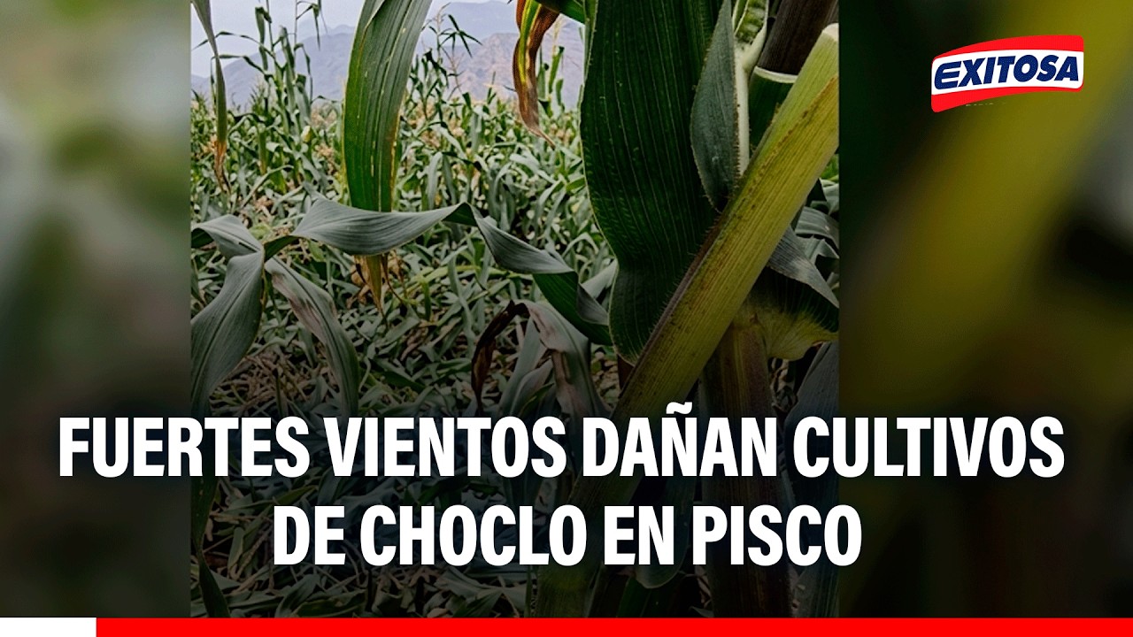 🔴🔵 Fuertes vientos provocan daño en más de 150 hectáreas de cultivo de maíz de choclo en Pisco