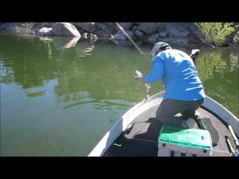 Barbo Dry Fly Fishing in Spain