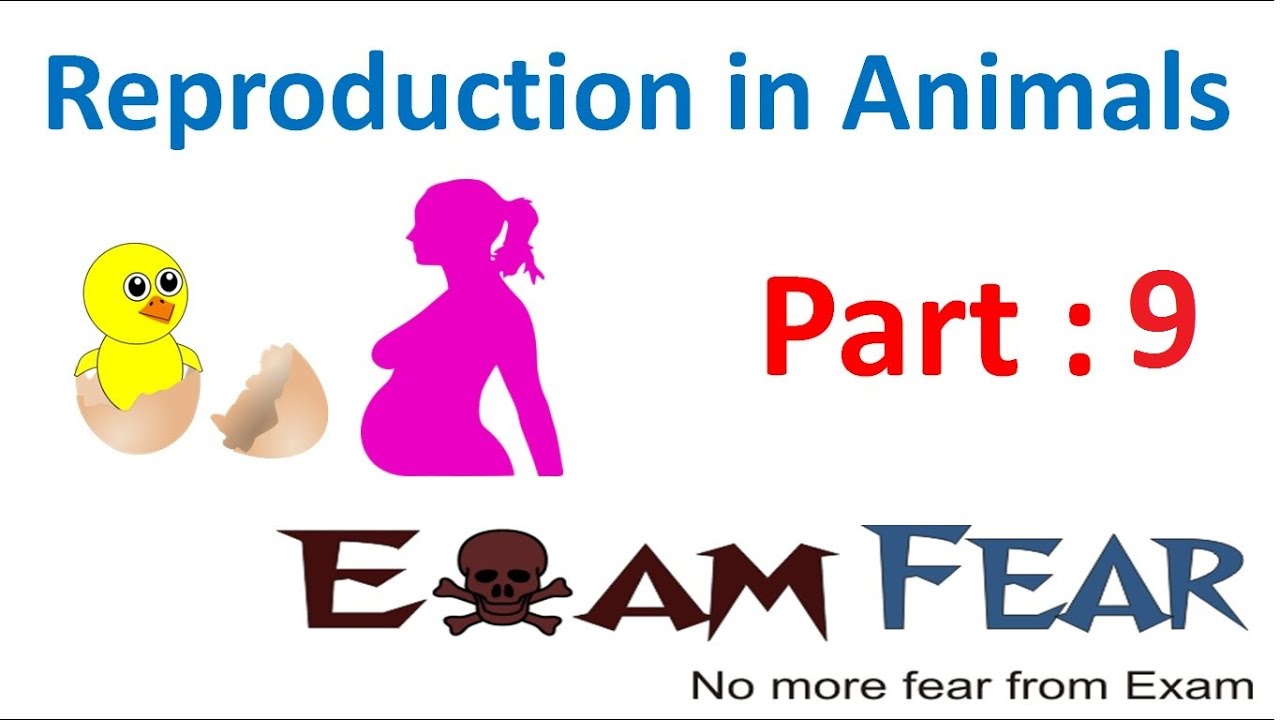 Biology Reproduction in Animals Part 9 (Sperm Production & Structure) Class 8  VIII
