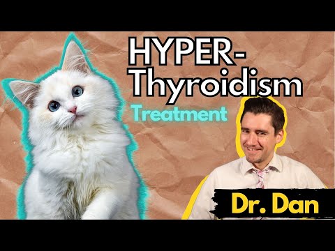 Cat Hyperthyroidism- Symptoms, Diagnosis, and Treatment with Dr. Dan
