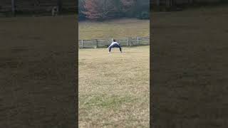 ワンコとのお出掛けは最高だな〜#shorts