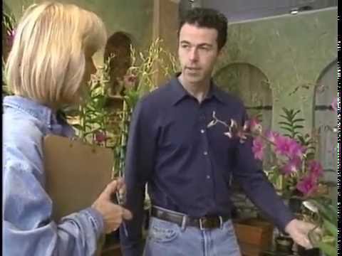 Easiest Orchids 2 Grow