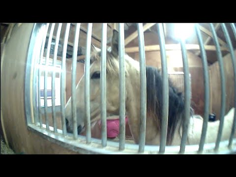 A day in the life of our three horses.  We collect a soggy Farouk, from the Big Field.