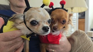 Chihuahua Dog Life Easter Replay Livestream costumes, tricks and outside time.