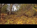 Go For A Autumn Walk In The Sauerland 4K Video