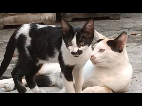 Jenne The Naughty Kitten 🐾 Funny CAT Video....
