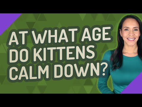 do kittens calm down