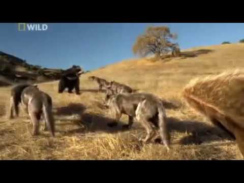 Dire Wolf Documentary