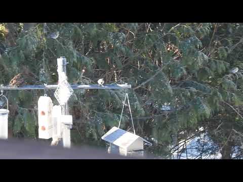 Common Redpoll flock