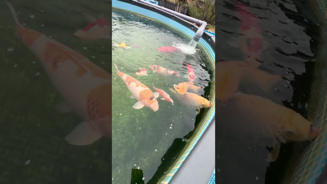 ご飯を食べる錦鯉