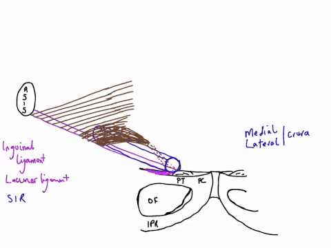 Inguinal Canal