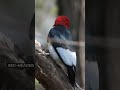 Learn the differences between red-bellied and red-headed woodpeckers #shortsfeed #shortsvideo