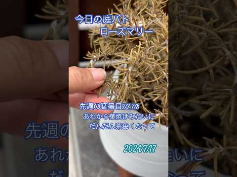  2023年9月に植える芳香ハーブ：秋にはこの5つの植物が庭に咲き誇ります  庭園