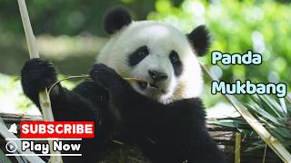 Foodie Xin Qiao In Action | iPanda