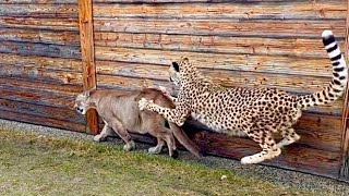 Пума Месси и гепард Герда ПОДРАЛИСЬ! | Месси втихаря сбежал к Герде на улицу, ?