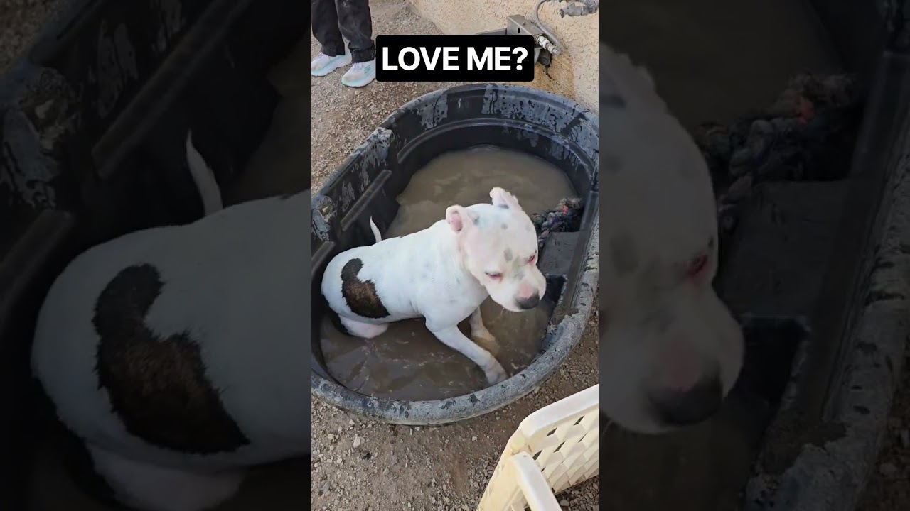 Enlarge Franklin, a Adoptable mixed breed in Wickenburg, AZ video 6/6