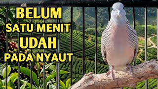 Download lagu Perkutut Lokal Gacor Suara Kecil Pancingan Burung Perkutut Agar Cepat  Bunyi (99% AMPUH) mp3
