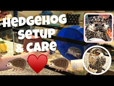 Hedgehog Enclosure and Care! (We Give Them Baths)