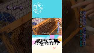 Download lagu 【突尼西亞】獵槍捕蜂王勇闖百萬蜂群 全副武裝取純香蜂蜜【你不知道的世界大發現】#世界該去哪 @GTV 世界第一等 World's No.1  #Shorts mp3