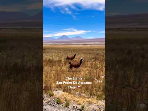 THE LLAMA | SAN PEDRO DE ATACAMA | CHILE 🇨🇱 #shorts