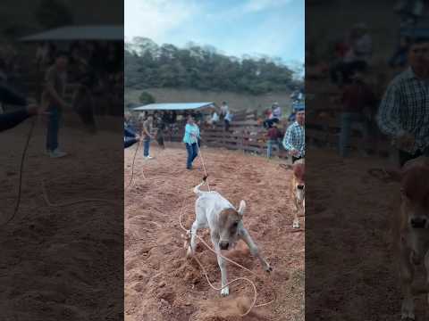 #shortvideo Esto fue un poquito de mi participación en la serenata a Santa Rosa- Carapari -Tarija.