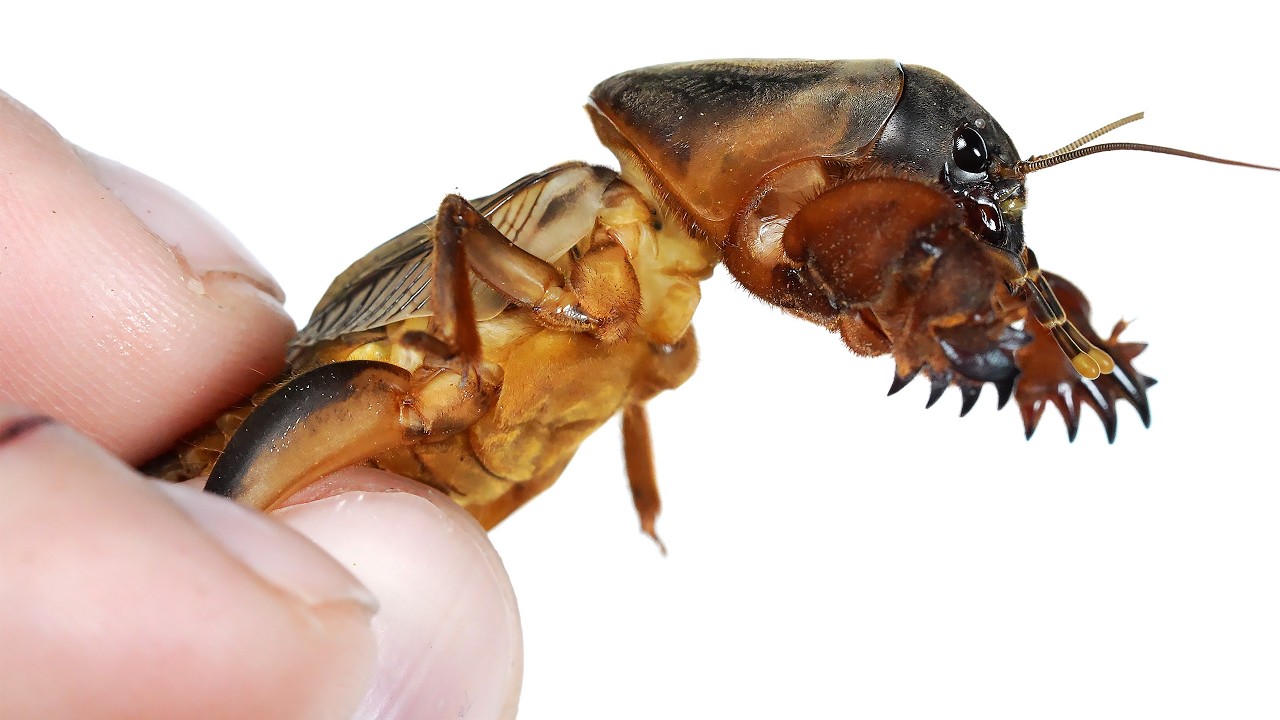 Postrach ogrodników - TURKUĆ PODJADEK