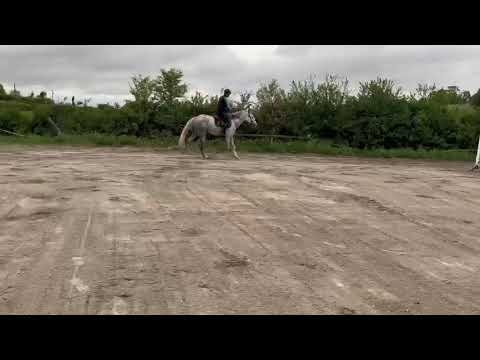 Horse for sale - Image 2