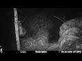 Cat Catching Bats At A Cave Exit