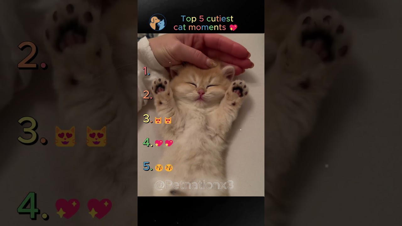 Top 5 Cutiest Cats Ever 😻✨ | You Won’t Stop Smiling!  #cat   #cute       #funnyvideos