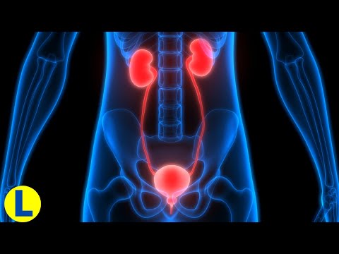 The EXCRETORY SYSTEM explained: What are its parts and what functions does it have?✅