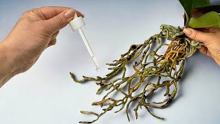 Nur 5 Tropfen und die ORCHIDEE wird viele gesunde WURZELN wachsen lassen