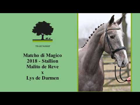 14. Matcho di Magico (Malito de Reve x Lys de Darmen)