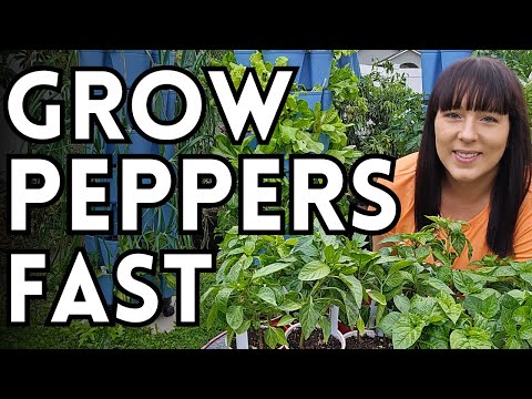 Accelerate Pepper Germination & Growth With These Expert Tips - How To Grow Peppers From Seed