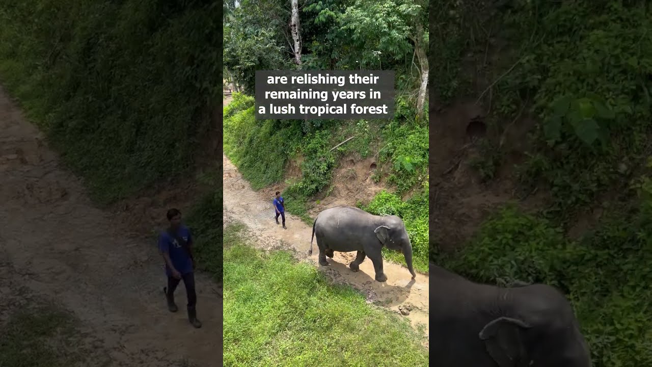 YouTube Short thumbnail