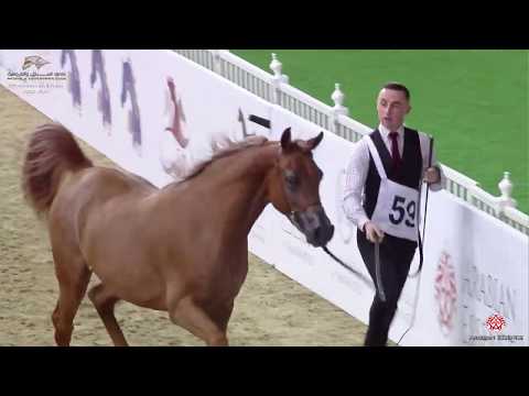 N 59 WARDA AL WAAB   10th Qatar International Arabian Peninsula Horse Show 2020   3 Years Old Fillie