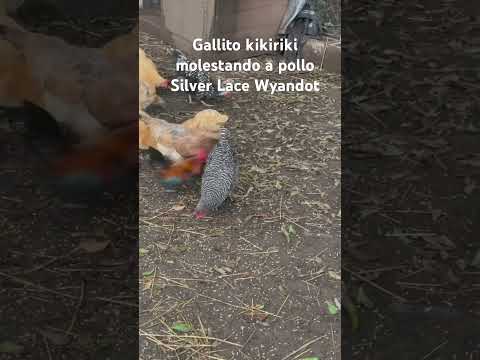 , title : 'Gallito kikiriki molestando a pollo Silver Lace Wyandot'