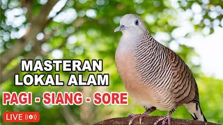 Download lagu suara burung Perkutut Lokal Gacor dari alam liar paling manjur buat masteran mp3
