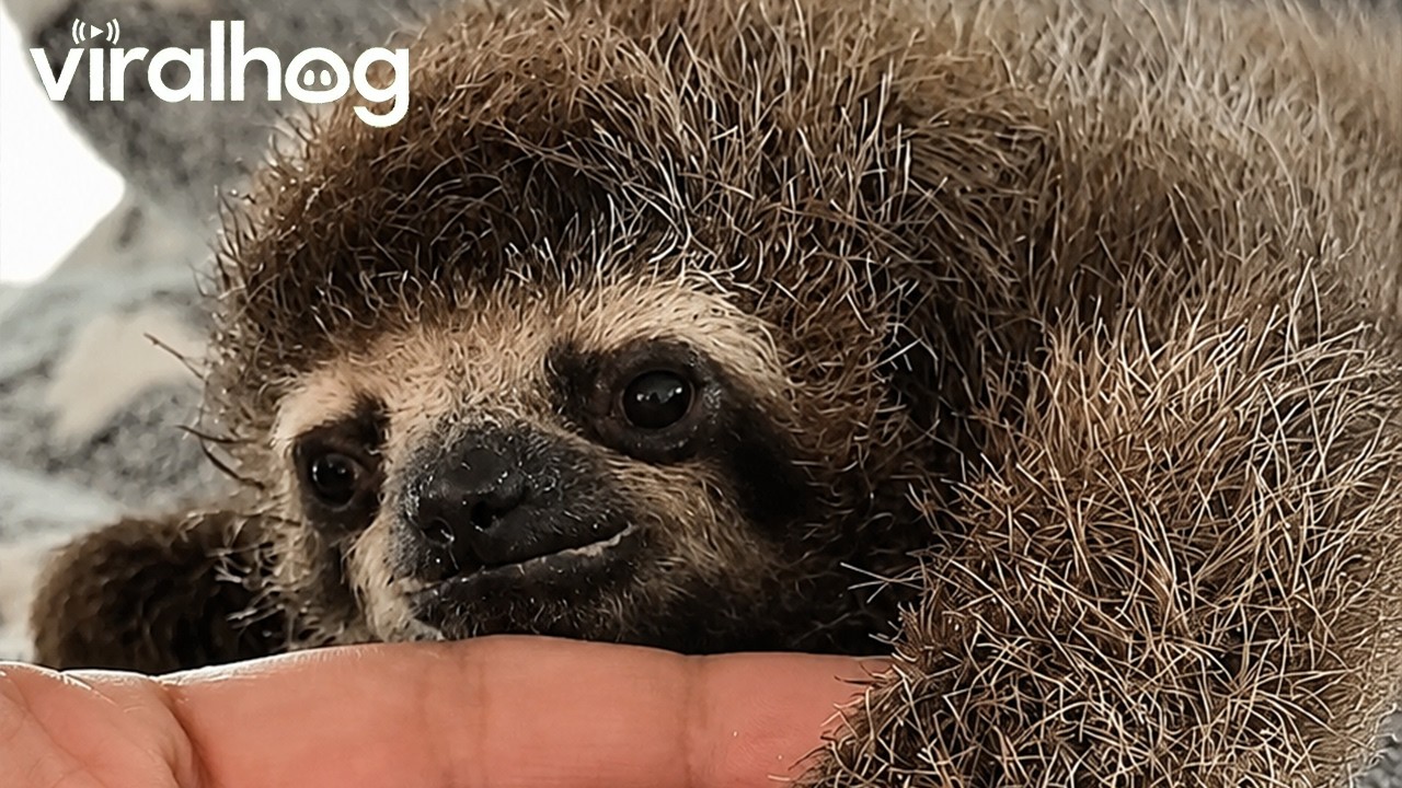 Adorable 4-Day-Old Baby Sloth || ViralHog