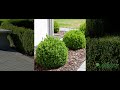 Green Mountain Boxwood