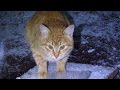 Lonely Cat On The Snow Wants Food