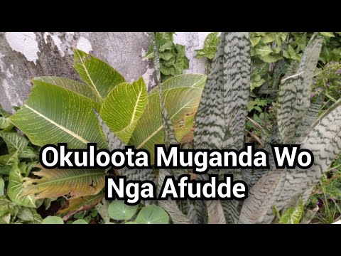 Okuloota Muganda Wo Nga Afudde