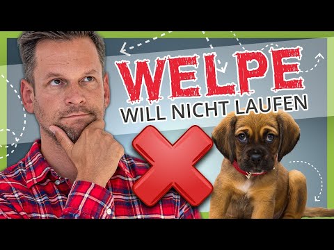 ► Welpe will nicht laufen [Leinenführigkeit für Welpen]