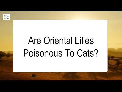 Are Oriental Lilies Poisonous To Cats