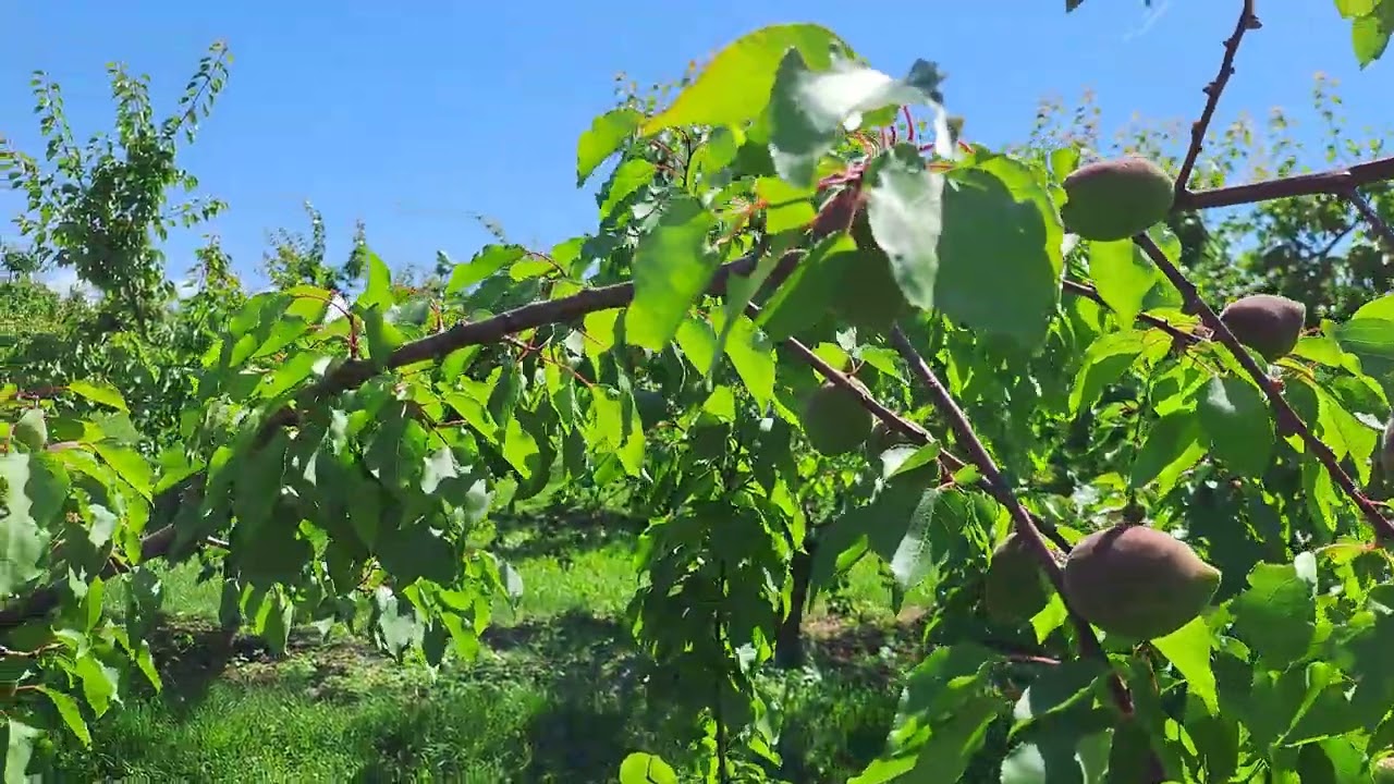 Eladó kajszibarack ültetvény