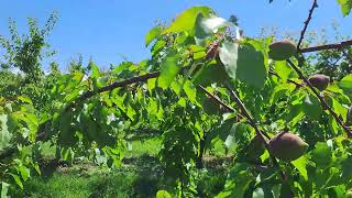 Eladó kajszibarack ültetvény